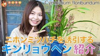 ニホンミツバチ捕獲の超強力アイテム！【ニホンミツバチを誘引するキンリョウヘンの紹介】