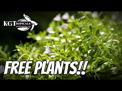 Big, Bold and Beautiful Bacopa