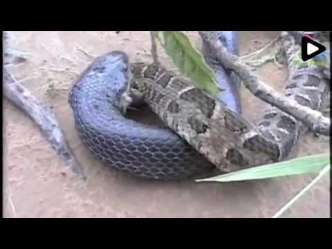 1560 snake Swallow Another Snake 2 00