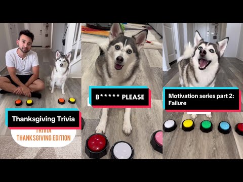Sapphie the Pomsky New Funny TikToks - Funniest Dog on TikTok Videos Compilation