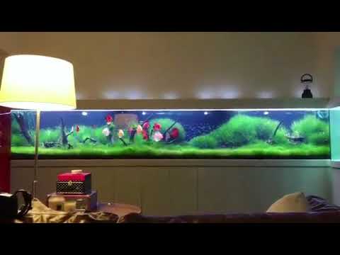 Discus Tank GOALS . Garden Eden :-) Thanks Javier Molin