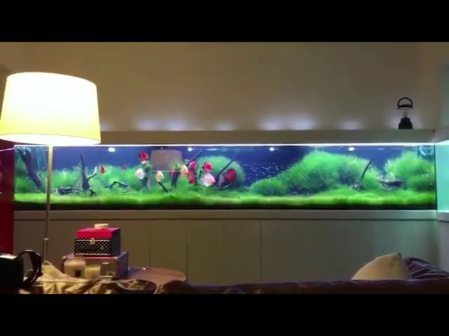 Discus Tank GOALS . Garden Eden :-) Thanks Javier Molin