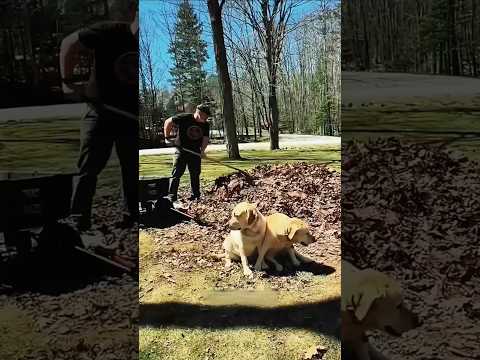 Dog Loves playing with Grandpa and his Dog #shorts