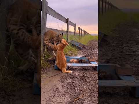 🐾🔥 Mama Cat Fights Off a Wild Bobcat to Save Her Babies #SiuMeowStudio #funnycats #catreaction