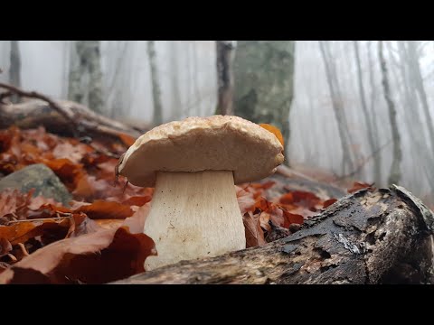 ESPLOSIONE DI FUNGHI PORCINI - 18 NOVEMBRE !!!