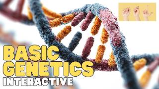 ASL Basic Genetics | Interactive