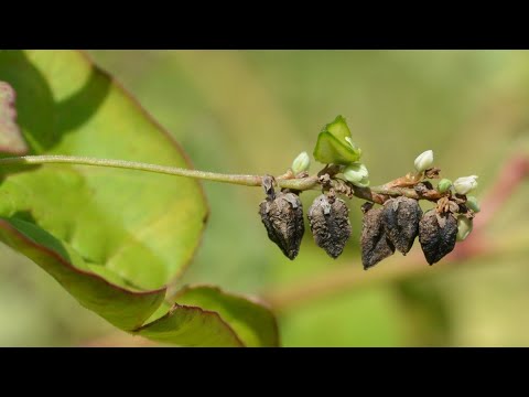 Buchweizen - Lebensmittel, Heilpflanze und Giftpflanze