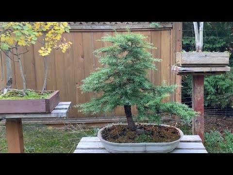 Western Hemlock Bonsai Development - From Spring to Fall