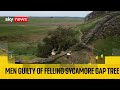 Two Men Found Guilty Of Cutting Down Famous Sycamore Gap Tree