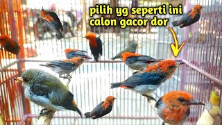 Download lagu This is how to beat Kemade so you can get good prospects‼️ mp3