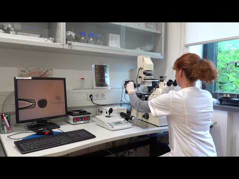 Felid gamete; Department of Reproduction Biology; Leibniz-IZW