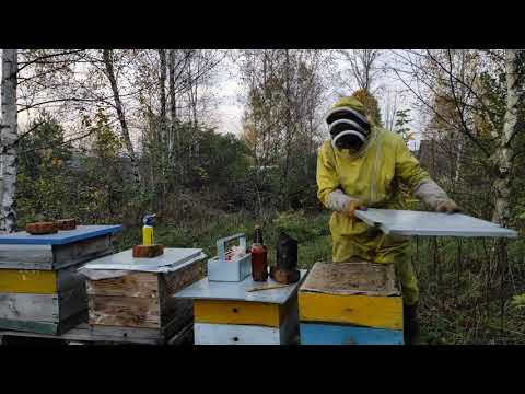 Пчеловодство.Как приготовить 3,5% раствор щавельной кислоты от клеща.Обработка пчёл от варроатоза.