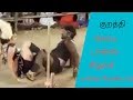 குறவன் சொல்லியும் குறத்தியின் குத்த�