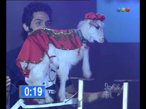 Balancing Goat - Animalmatch - Videomatch