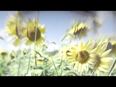 Solar Bears - Wild Flowers