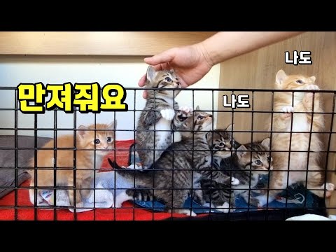 낯가림 0%, 사람을 너무 좋아하는 아깽이들