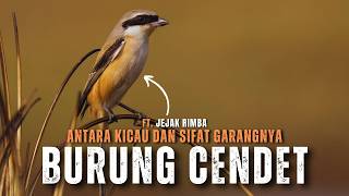 Download lagu Burung Cendet: Antara Keindahan Kicau dan Sifat Garangnya mp3