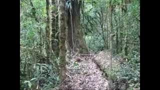 preview picture of video 'Costa Rica  Paseo por Sendero Los Robles en Truchas Selva Madre'