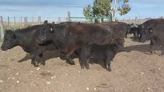 90 Vacas CUT con Cría - Nestor Hugo Fuentes S.A. - Plaza Ganadera