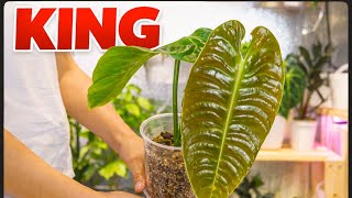 Separating King Anthurium Babies 🌿 | Propagation & Self-Watering Setup