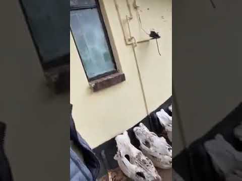 Betroffen spricht Martin Lacey über die Grausamkeiten an Afrikas Nashörnern