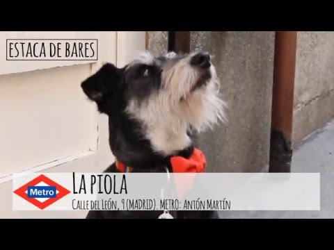 EL FAVORITO DE MICAELA Y COLEGA (SEÑOR PERRO)