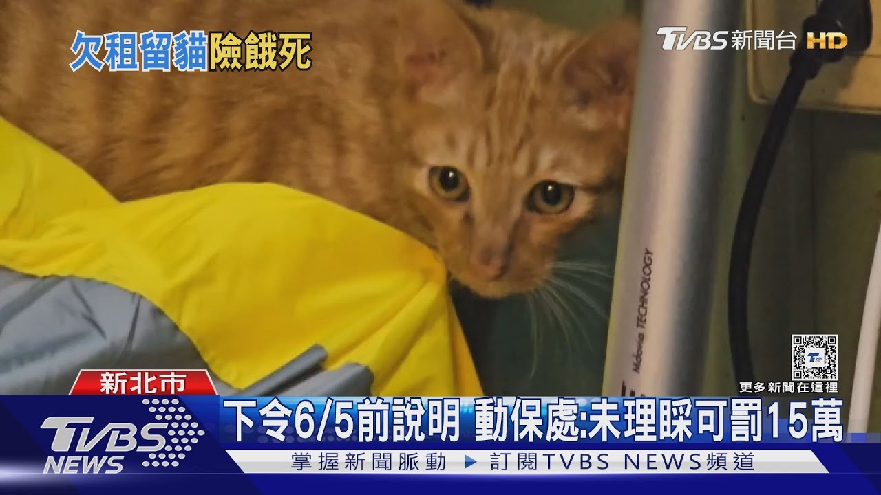 三重情侶檔房客欠租21萬搞失蹤!留垃圾屋、13隻脫水貓