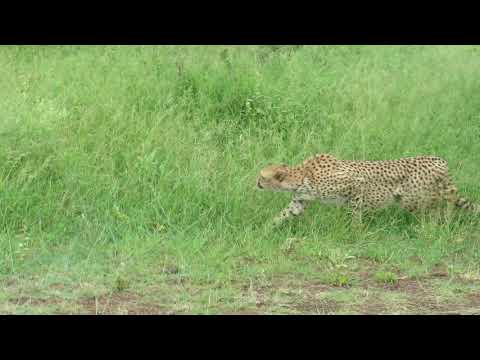 Cheetha Chase & Impala Kill