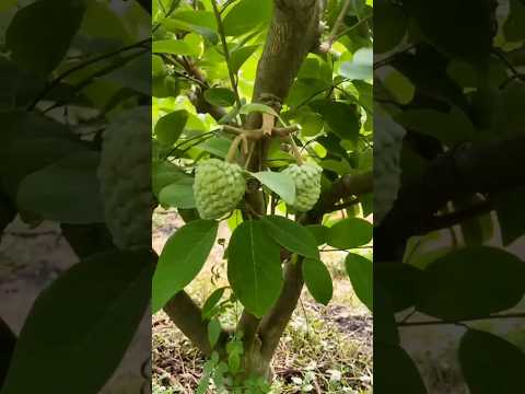 Pruning of a Custard Apple Plant #fruit #gardening #shorts