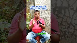 Download lagu Cara Mengatasi Kacer yang Stres  #birds #kacer #perawatankacer mp3