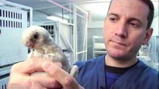 Birds of a Feather Don't Always Stick Together