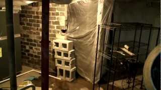 Mushroom Adventures Episode 5 -- Basement Overhaul