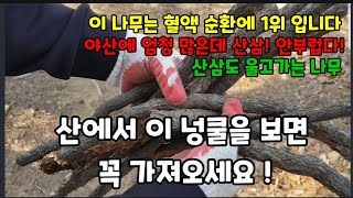 야산에 엄청 많아요! 비싼 산삼 대신 효능이 더 좋은 이거를 드세요! #송담주담그기 #송담효능 #송담채취 #…