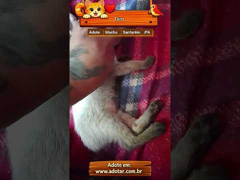 Vídeo de Tom 