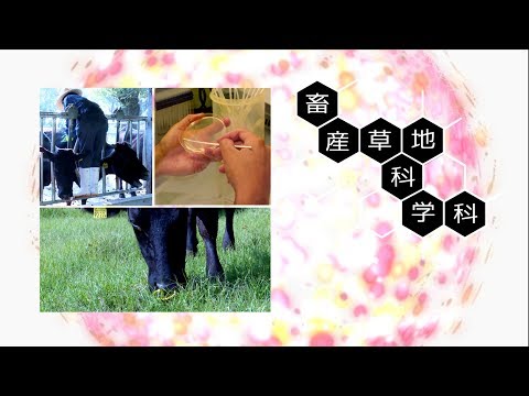 190030　宮崎大学農学部紹介　畜産草地科学科〈2019年8月改訂〉