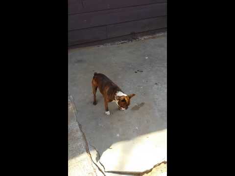 Spike chasing reflecting light