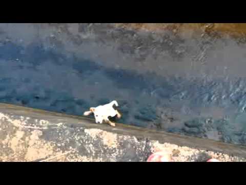 Raju saves little dog