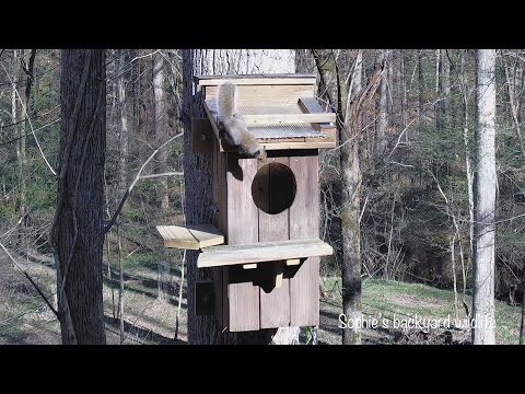 Barred owl nest with sound - Highlights, March 29-31, 2021