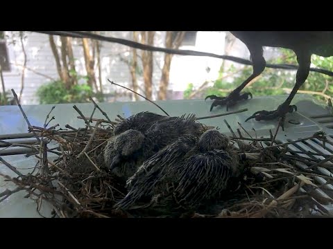 image-Do Crows eat Robins?