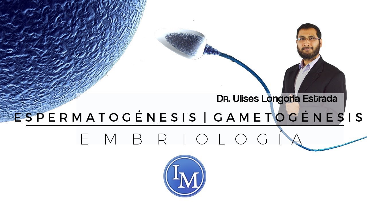 Embriología | Espermatogénesis | Gametogénesis