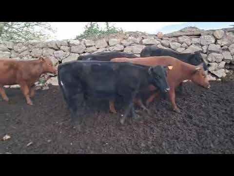 6 VAQUILLONAS SA – LA PORTEÑA- ABERDEEN ANGUS Y RED ANGUS