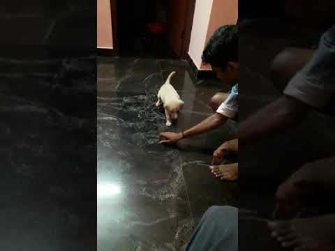 My Bunty's sit down up Day 4 training perfect vife