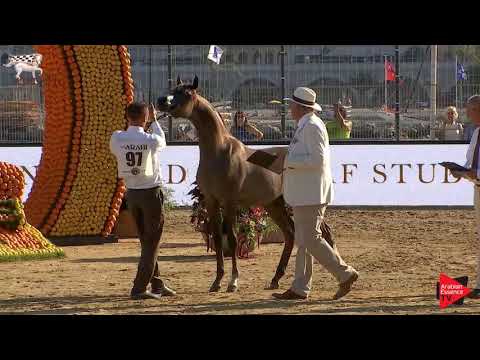 N.97 GHAALI - Menton 2019