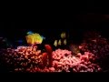 Epcot The Seas With Nemo And Friends 2011