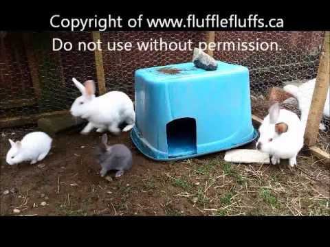 YouTube video about: Will a rabbit attack a hamster?