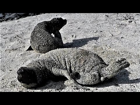 Baby sea lion adorably cries for his mother's return