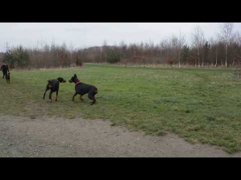 3 Doberman running !