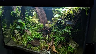 1m Aquarium inrichting: Planten & Vissen!  //Nickey//