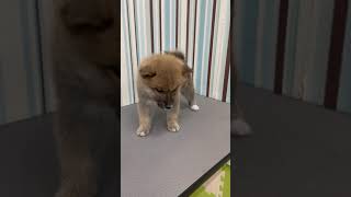 柴犬の動画01