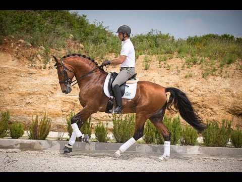 **SOLD** | Expressive and Elegant Dressage Stallion (REF#304)